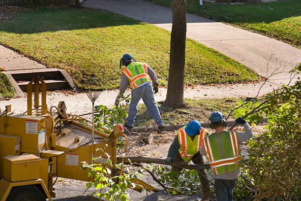 Professional Tree Removal and Landscaping Services in Wright, FL